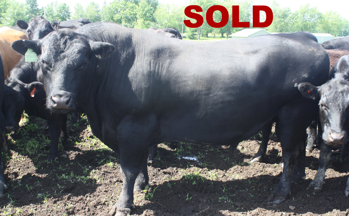 Black Angus Registered Top Rated Stud Bull - Final Tribute